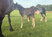 Handsome Welsh D colt to make 15.2hh