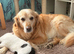 Looking to Rehome my beautiful Golden Retriever