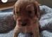 Beautiful F1b cockapoo Puppies