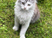 Beautiful Maine Coon Kittens for Sale