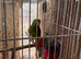 Breeding pair of lorikeets for sale