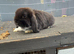 Male mini lop