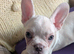 Beautiful french bulldog puppy