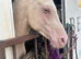Highest % Arabian Cremello in the UK