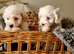 Maltipoo 1girl left,