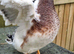 Silver Call ducklings