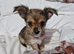 2 10 week old chorkie pups female