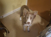Lilac female border collie