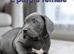 Pure Cane corso need rehoming ready to leave now