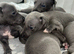 Kc registered blue puppies