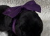 Exceptional RKC Reg Labrador puppies