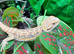 Hypo High Yellow Blue Bar Bearded Dragons at Birmingham Reptiles