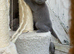 ONLY ONE British Blue purebred shorthair girls left
