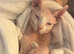 10-month old male Sphinx cat