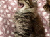 Maine coon Kittens