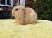 A lionhead doe or mini lop doe
