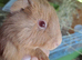 3 x Baby Guinea Pigs Brothers