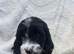 Health tested cockapoo puppies