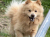 Mixed Pomeranian chow chow