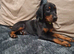 Doberman pups Female last 2 Ready now