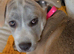 cane Corso cross