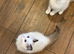 Stunning ragdoll kittens last baby girl reduced