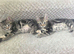 Kittens for sale blackpool