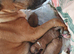 Bull Terrier Cross Puppies