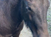 Registered fell pony colt foal