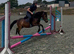 PONY CLUB/COMPETITION PONY