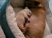 Toy mini chihuahuas puppies
