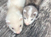 Ferrets