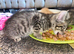 Male kitten