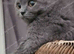 Blue and Blue Golden British shorthair
