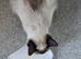 Seal point ragdoll for sale in Lancaster