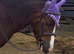 !12hh absolute show quality!