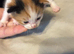 Beautiful kittens for sale