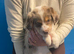 Pure border collie puppies