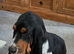 Girl basset hound
