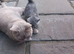 British shorthair cross