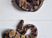 Royal pythons for sale