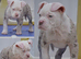24 years bullbreed experience