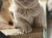 Beautiful BSH lilac kittens