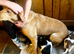 Lab x beagles ready now