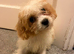 Cavachon Puppies