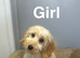 Caramel light colour cockapoo ready now