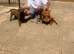 Staff cross micro pocket bully pups