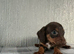 Jackshund