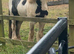 Tony The Pony