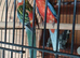 Rosellas